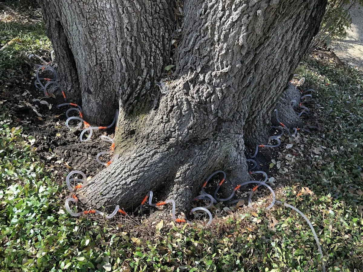 Detailed Tree Cabling and Bracing job site in Bayside